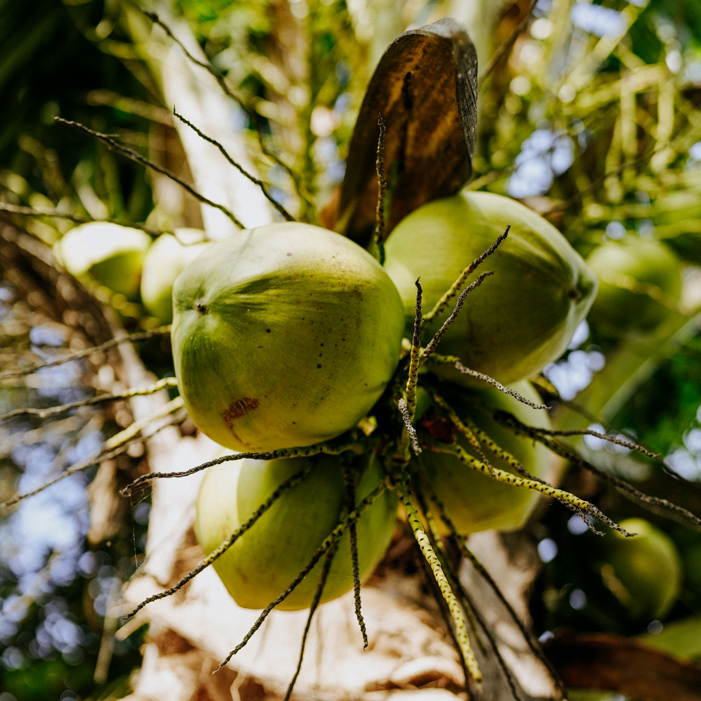 Coconuts ripen on the trees—a close-up into the growing process.