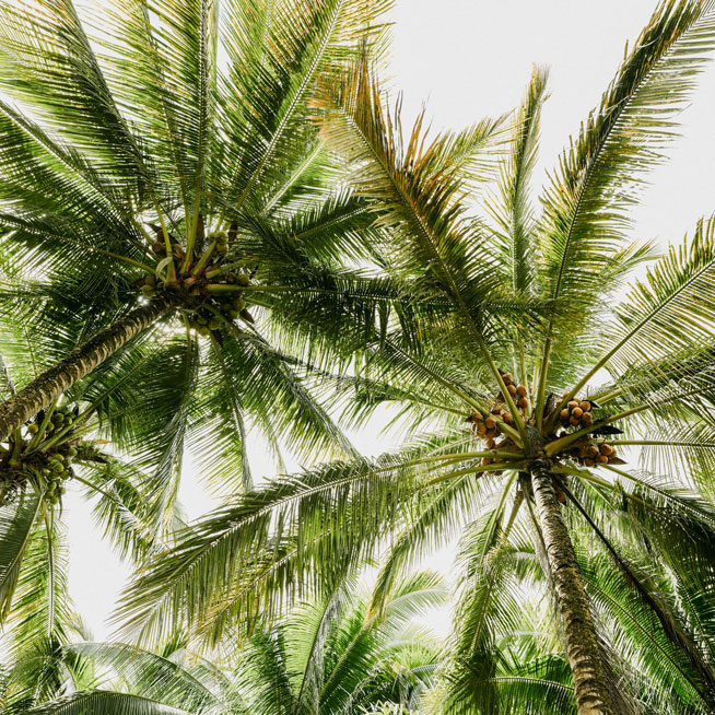 Tall coconut tree varieties are more resilient to weather-related events related to climate change but take longer to bear fruits than dwarf varieties.