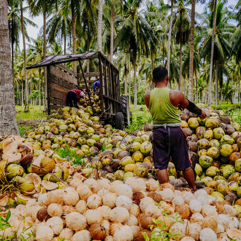 Farmers collect coconuts from the trees in mass quantities that will next be sent to nearby factories.